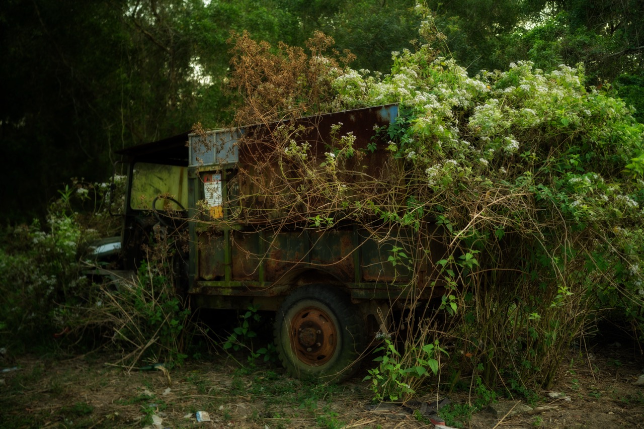 Abandoned truck reclaimed by flowering vines