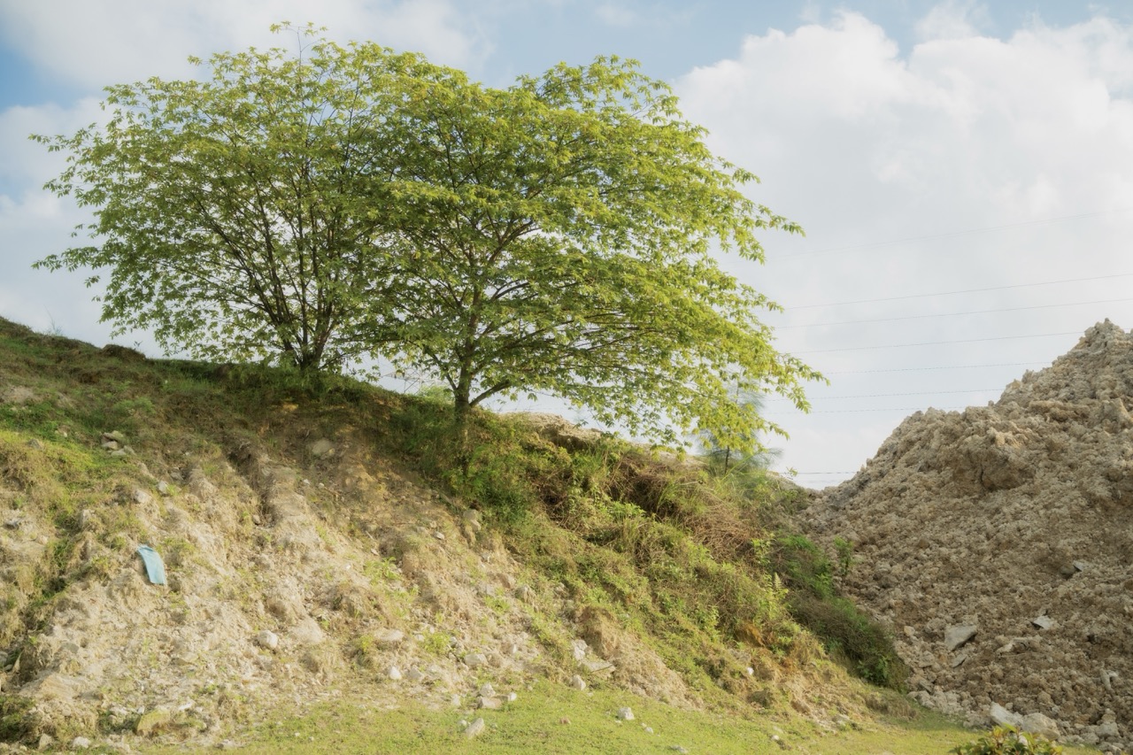 Lone tree on earth mound against cloudy sky