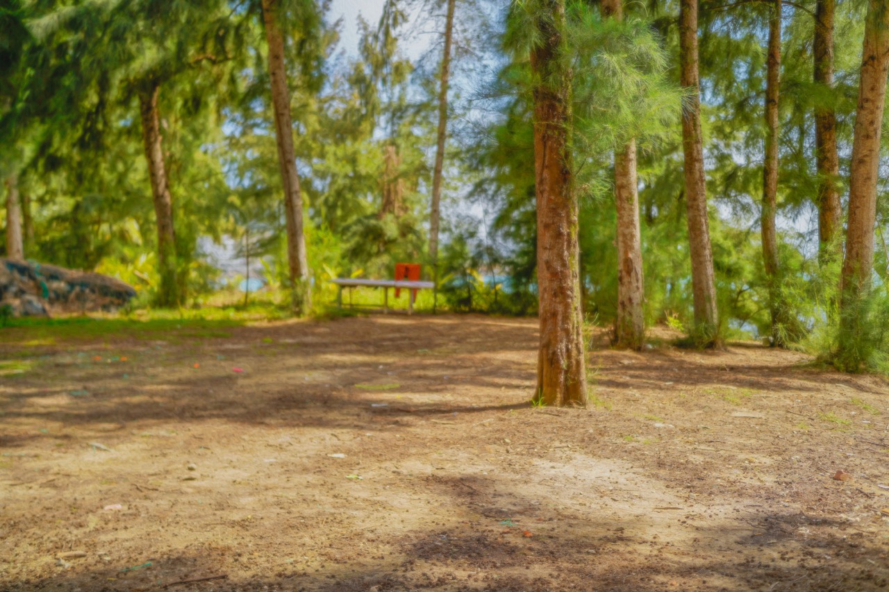 Tilt-shift pine forest with bench